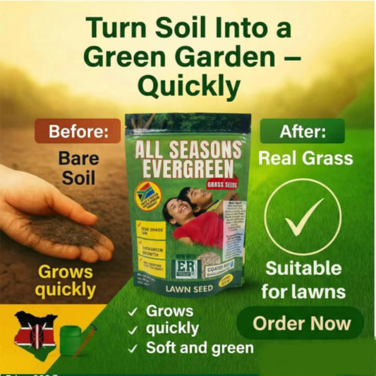 All Season Evergreen Grass Seeds (Pack of 2)
